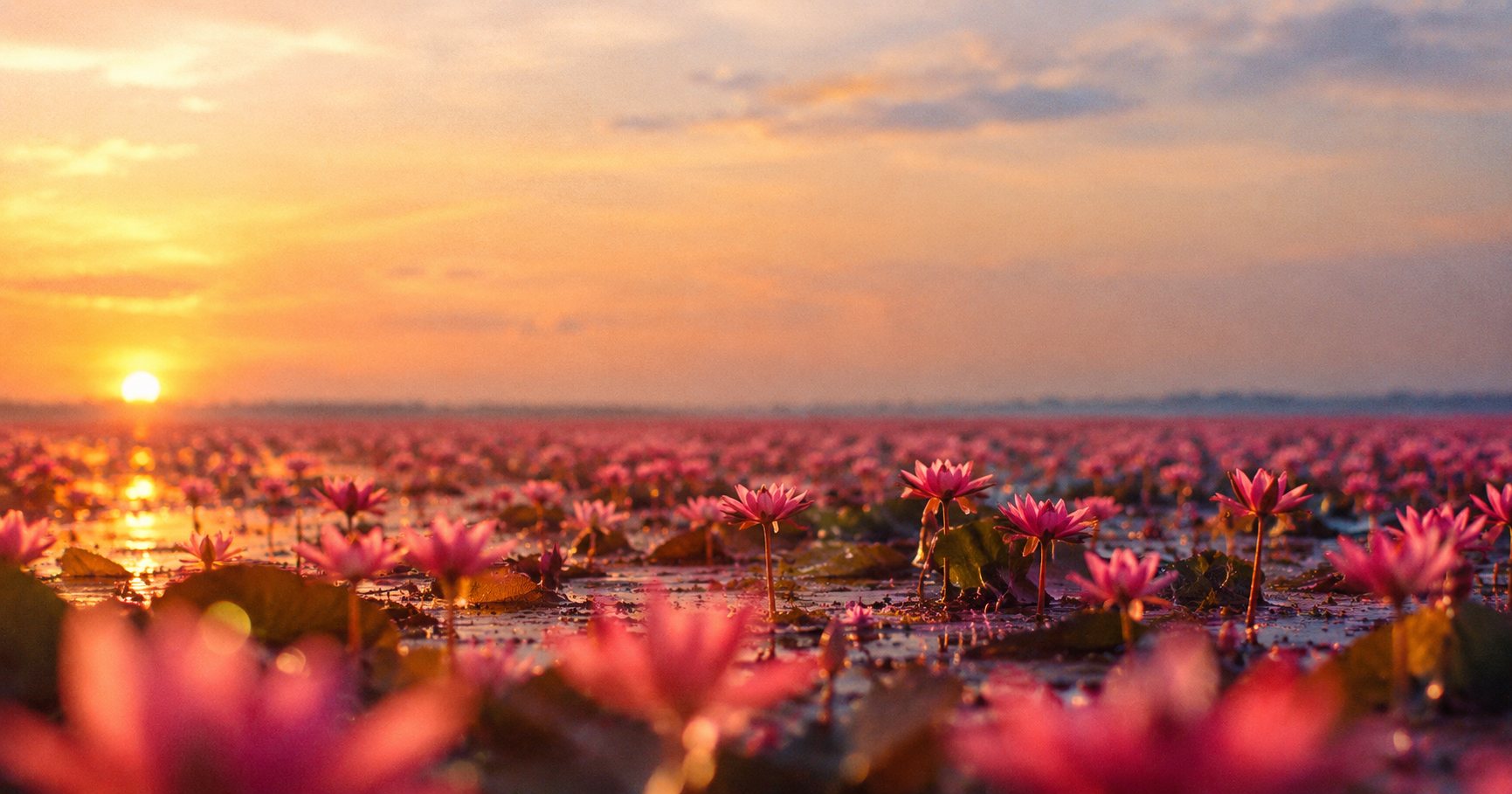 ทะเลบัวแดง หนองหาน อ.กุมภวาปี